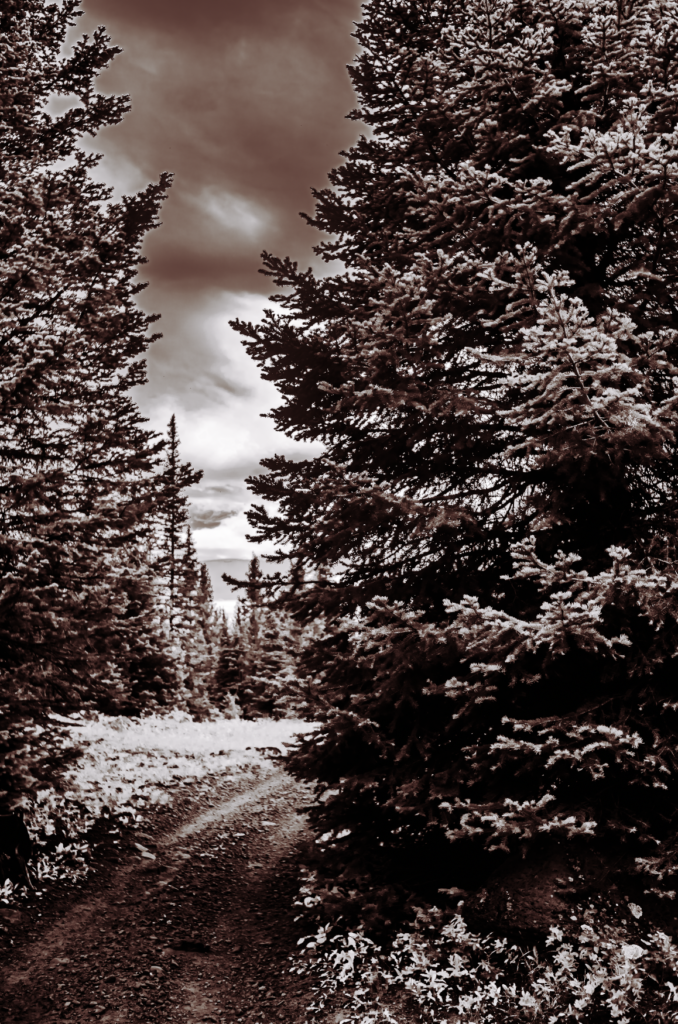 No Noise, black and white portrait tree and path. Colorado Adventure Photographer