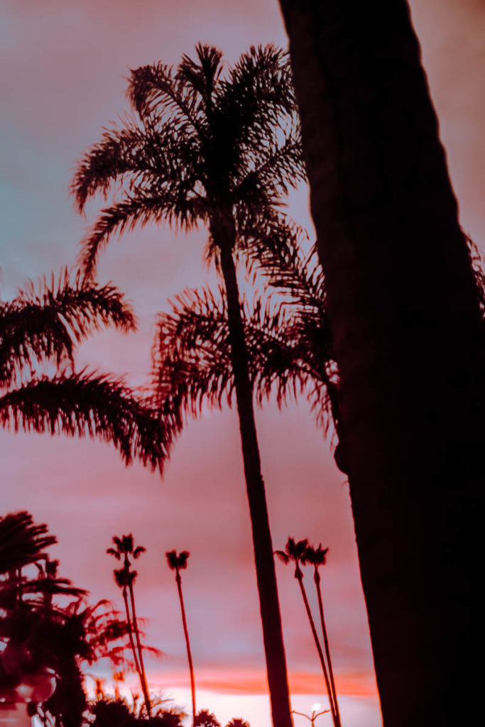 Months in Review with a california sunset photography of silhouette palm trees.